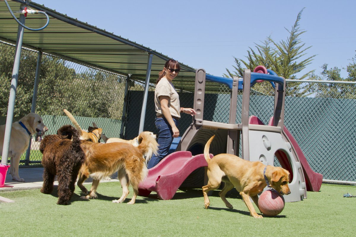 https://www.ranchorelaxo.ae/wp-content/uploads/2024/03/Pet-Boarding-Services.jpg