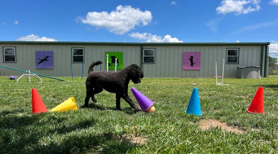 https://www.ranchorelaxo.ae/wp-content/uploads/2024/06/Benefits-of-Pet-Boarding.jpg