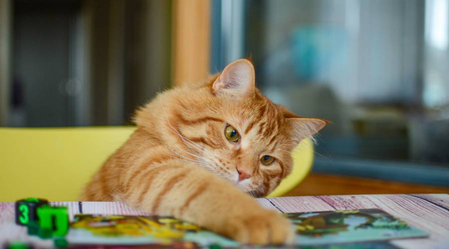 https://www.ranchorelaxo.ae/wp-content/uploads/2024/06/Cat-Boarding.jpg