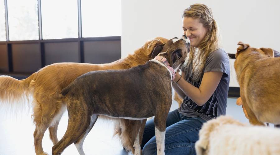 https://www.ranchorelaxo.ae/wp-content/uploads/2024/06/Dog-Daycare.jpg