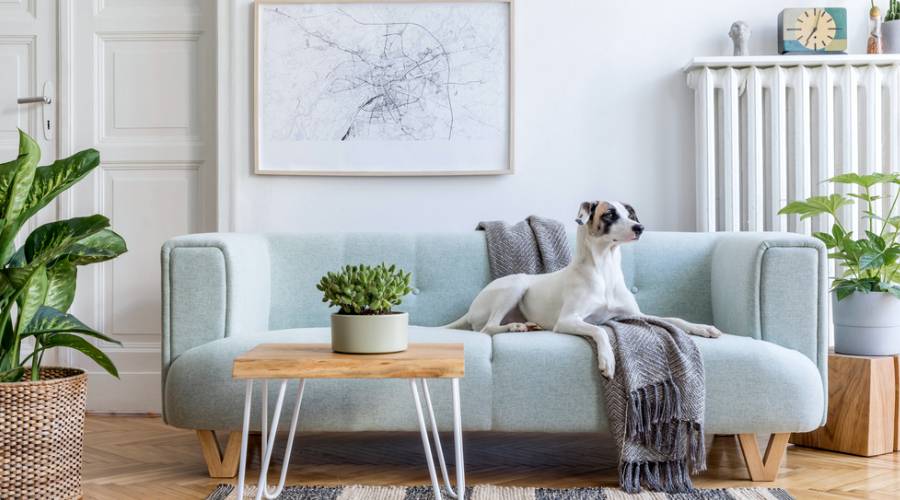 https://www.ranchorelaxo.ae/wp-content/uploads/2024/06/Luxury-Dog-Hotels.jpg